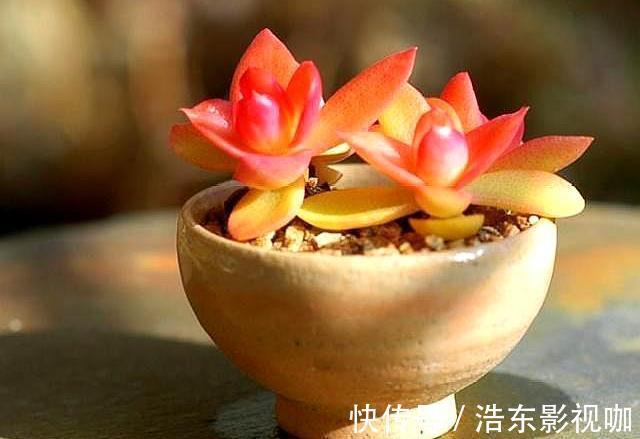 怎么判断多肉需要浇水3个经验，又快又准！