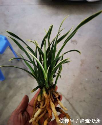 裸根|买到裸根带花的兰花苗，1步操作必须做，不然延缓生长，甚至枯死