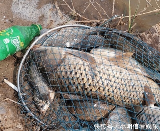 大鱼|想钓大鲤鱼很难么?教你4招钓到手软,3斤一下直接放生