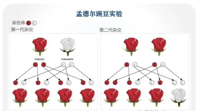 健康生活方式|【健哥说心脏】有心脏病家族史？不怕！命运仍在你手上！