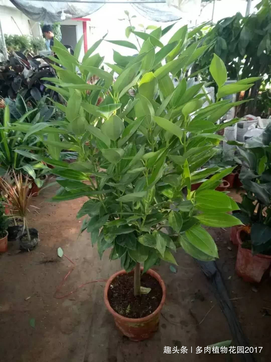 平安树这样养,叶绿枝壮,从此不再黄叶落叶