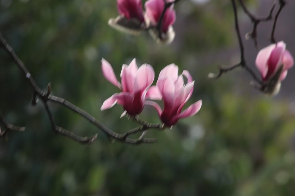 老年|南京连日春暖 雨花台宝华玉兰绽放