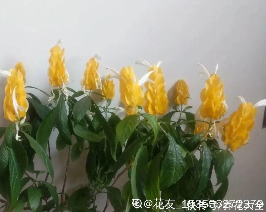 金银花|命里带金的花，家里养一盆，大吉大利