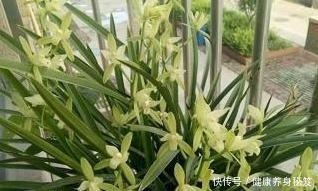 兰花配点“黑豆豆”,一年到头不施肥,叶子贼油绿,花剑嗖嗖冒!