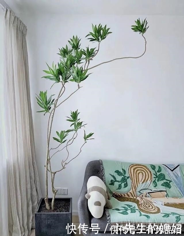 一种“吉祥竹”,清新典雅寓意好,家里养几盆,镇宅化煞保平安