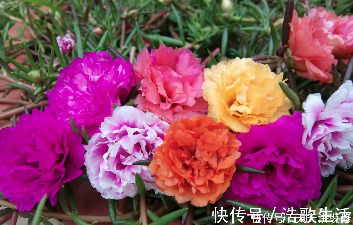 夏天|5种花,夏天要“狠修剪”,剪的越多,花枝越多,好度夏