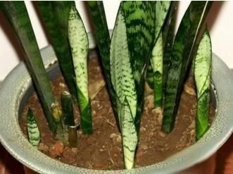 养花有必要加“底肥”吗老花匠教你这样做,植物根系又粗又壮