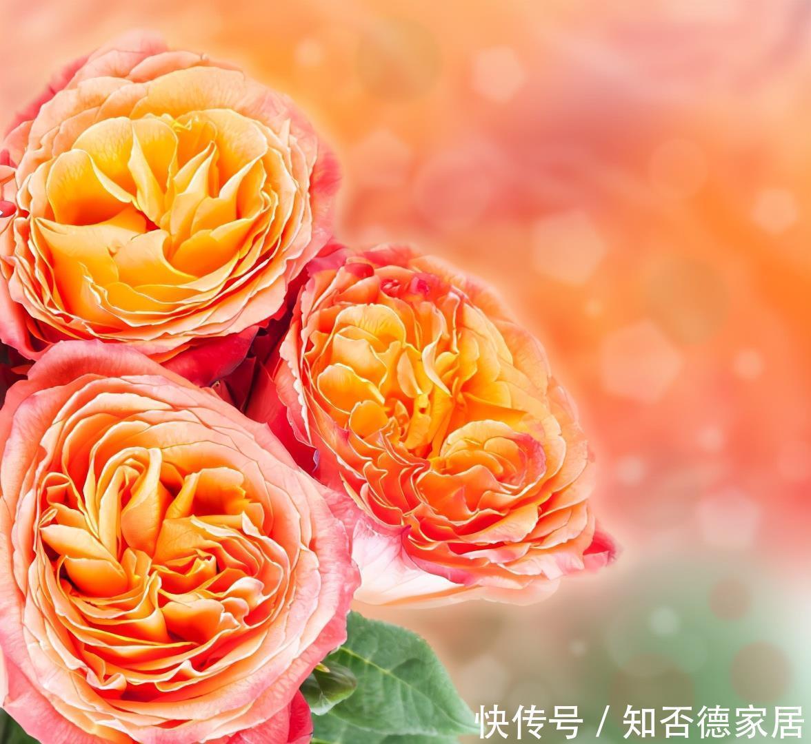 种病症|什么是月季霜霉病,又该如何做到早发现早预防?