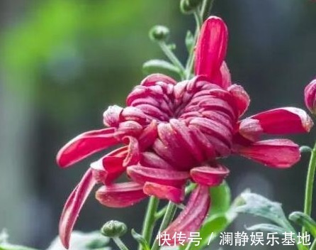 5种“懒人花”，个个长爆盆，开花也漂亮，家里变成“小花园”
