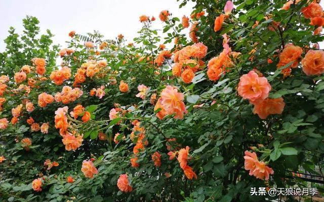 圆滚滚的绣球,瀑布般的花墙,这届花友也太会种花了吧