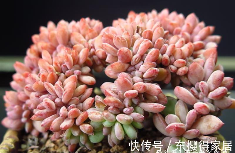 品种|炎炎夏日,我们来认识一下光听名字就很凉快的多肉——秋之霜