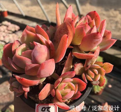 多肉|这些多肉真霸气,长势旺小盆装不下,易度夏越养越值钱
