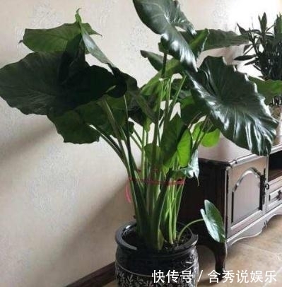 水仙花|这五种“毒花”，冬季最好不要养，1滴“汁液”就可能影响健康