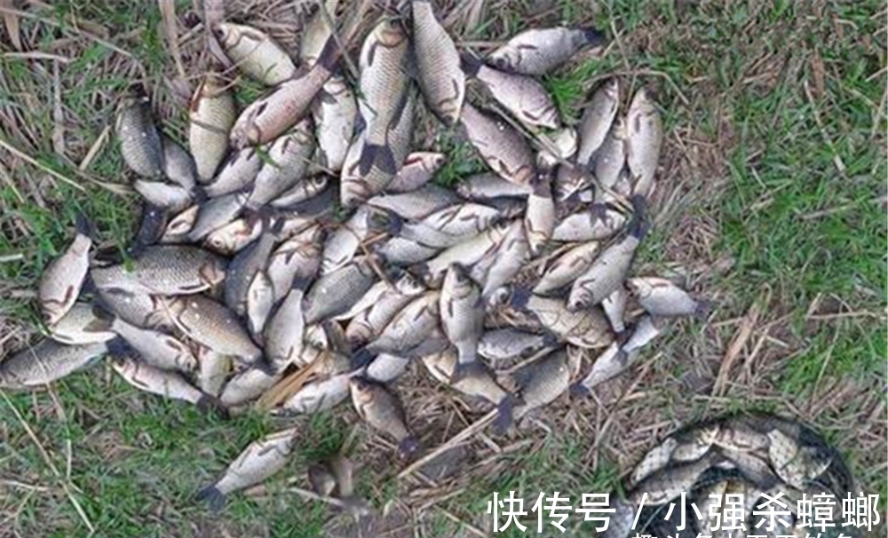 冬季鲫鱼开始扎堆,常规窝料难以奏效,用这种窝料,鱼会越钓越多