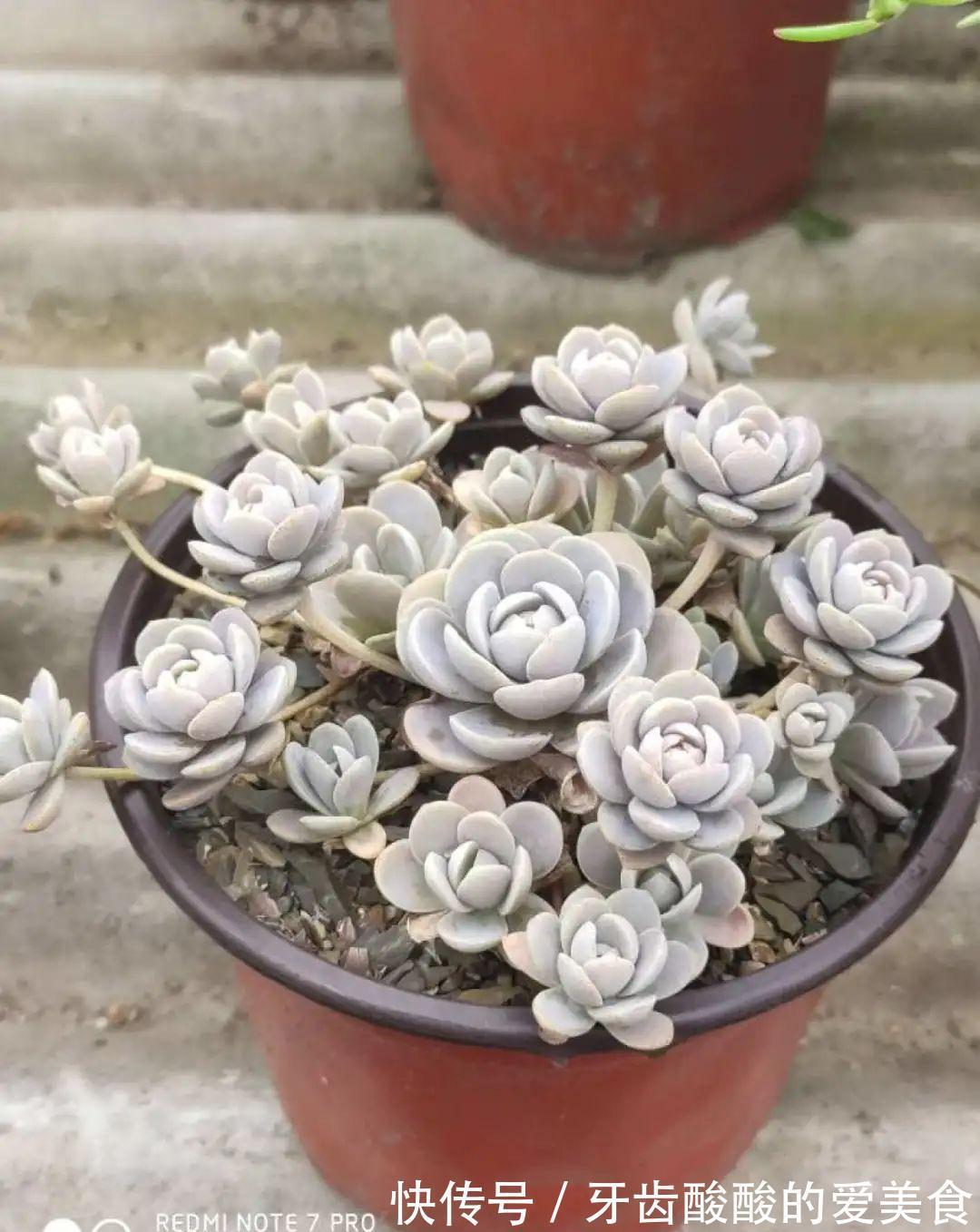 1个盆里塞800棵多肉,鼓到爆炸,看都不敢看