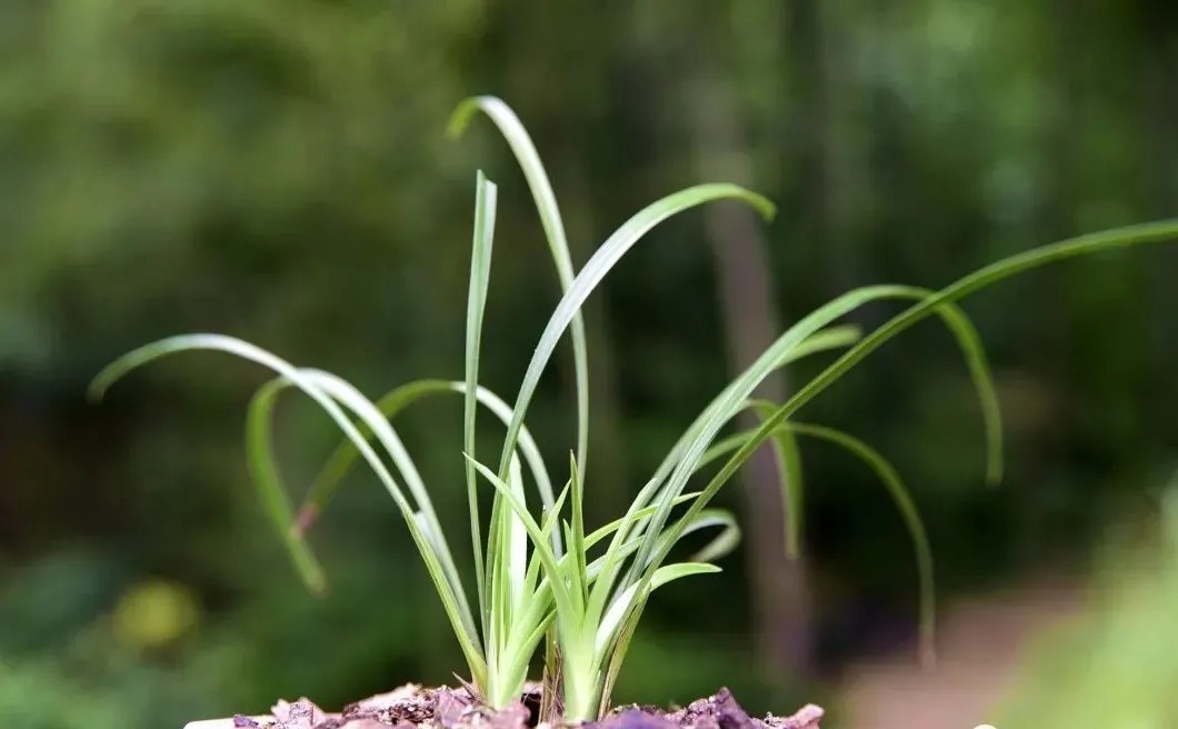 学会使用兰菌,兰花成活率倍增,无论春兰或蕙兰,新手兰友也能懂
