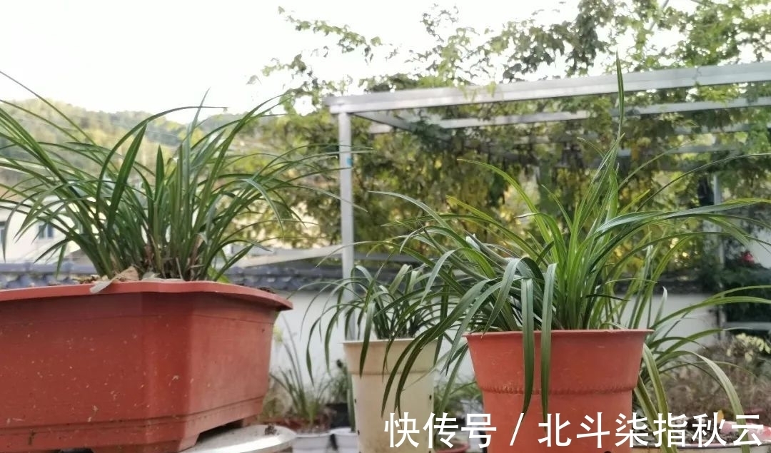 兰花要挤着长，所以不要使用大花盆？别再被误导了