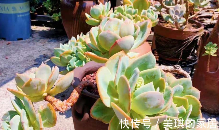 新芽|多肉化水长不好，手把手教你解决，简单有效，轻松养成肉墩子