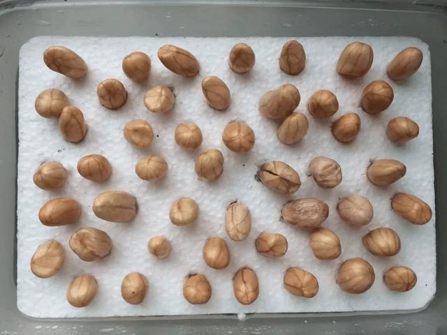 丢一把种子到水里,7天冒出小森林,越热越长个!绿植盆栽不用买