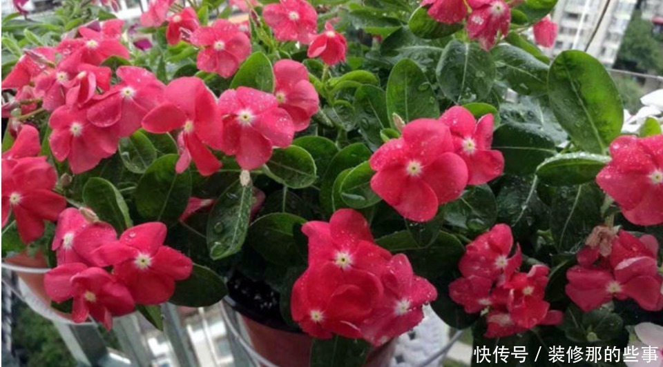 4种花自带财运，好养易活不招虫，一点散光就能蹭蹭长