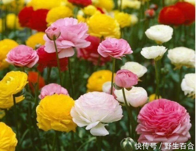 几种花漂亮又好养，比牡丹好看，花儿轻松开爆盆，适合阳台盆栽