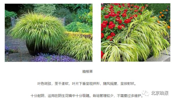 长安街沿线10组立体花坛 这些花语你都了解吗 全网搜