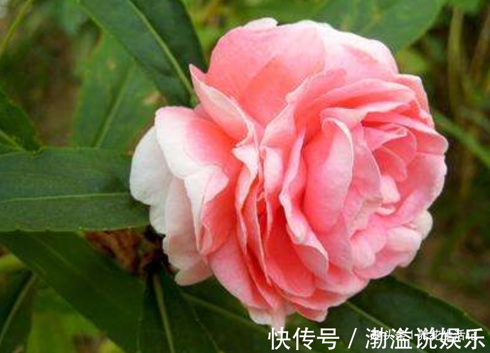 茶花|生长慢的茶花,剪剪后换换土,新芽萌发枝叶茂密,来年花量翻倍!