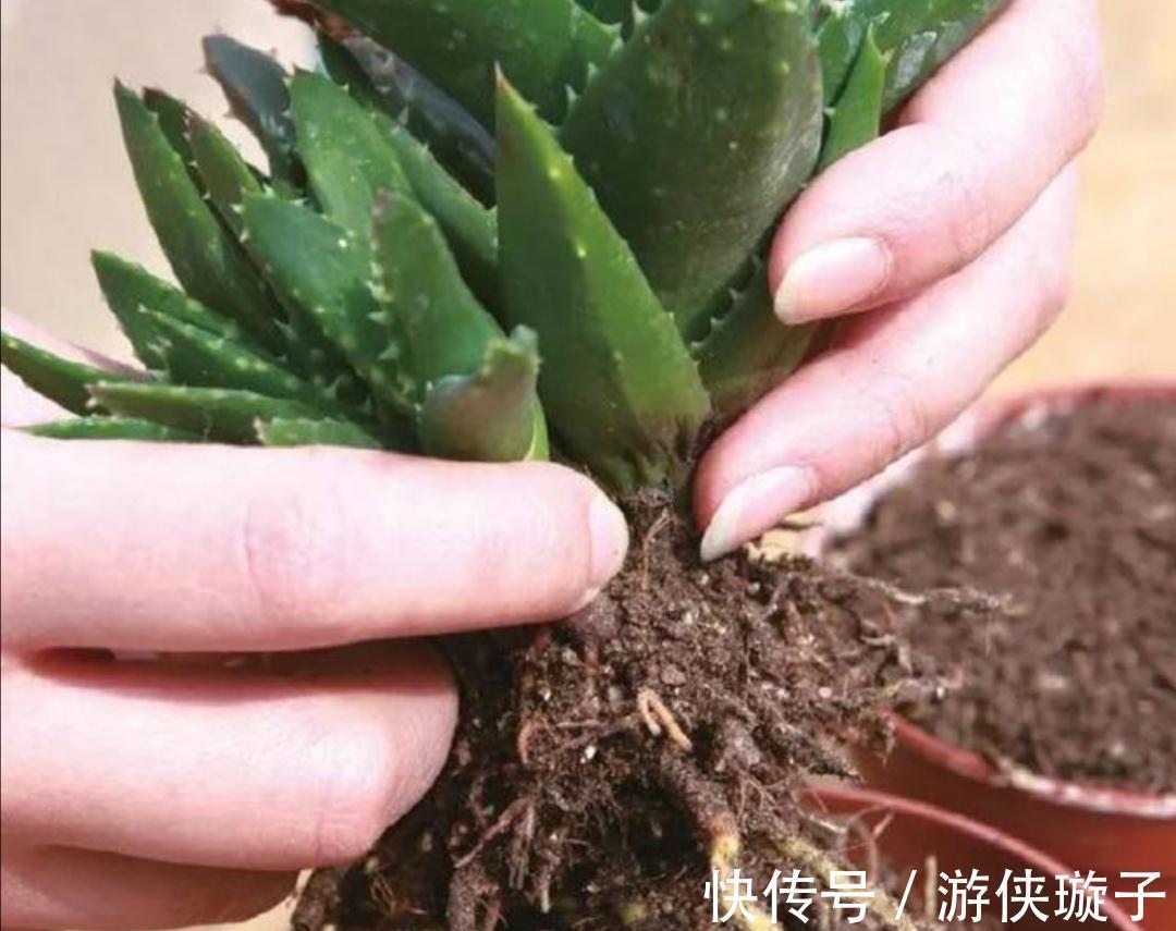 根系|7种大盆栽,冬天正“虚弱”,赶紧断水,多浇一杯水,灌死一大片