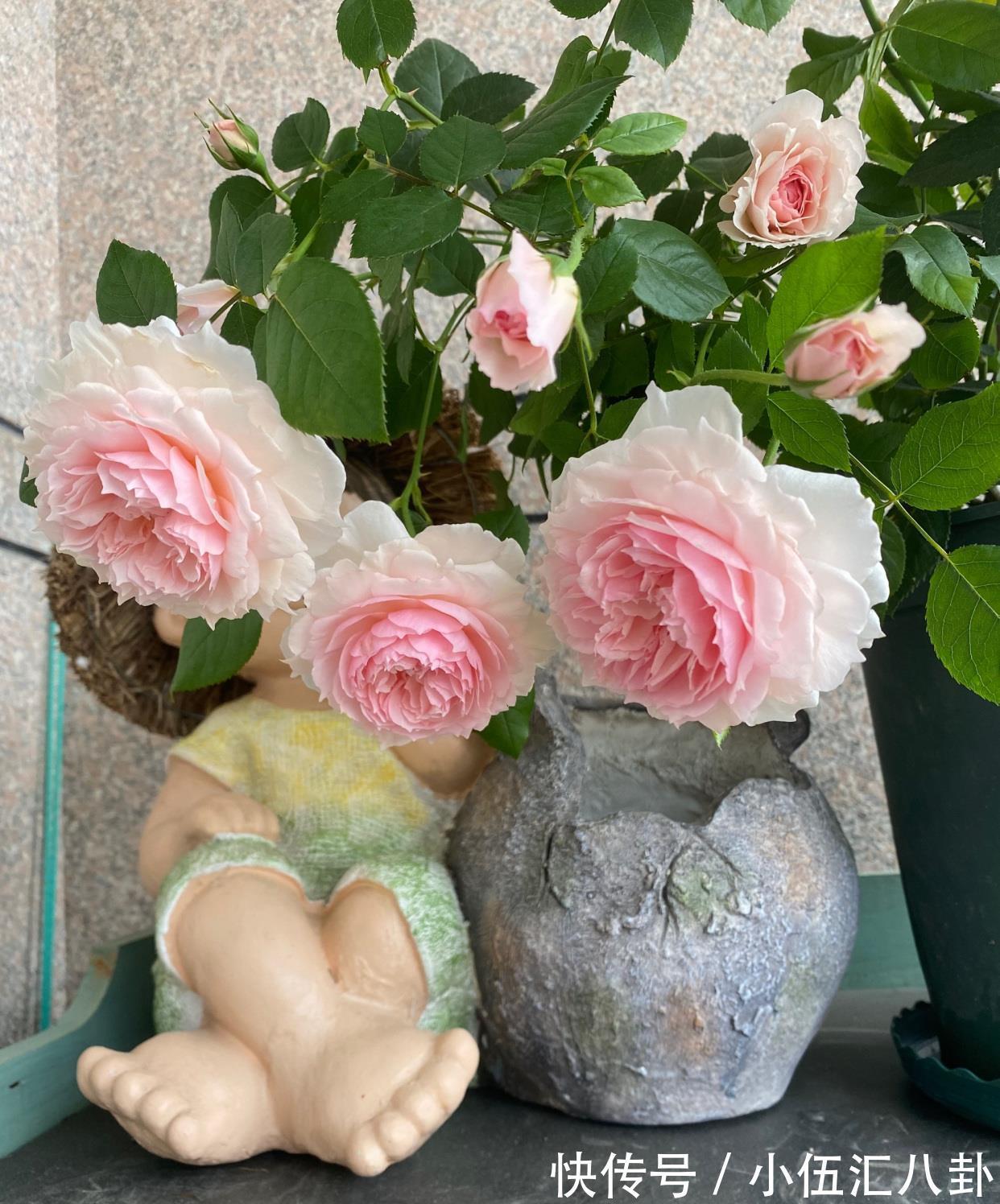 仙女|月季花界的“仙女”，又美又仙，浓香四溢，阳台也能养