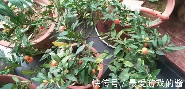 果子有毒,却很多人爱种,一到年底就热销,家中若有,值得注意