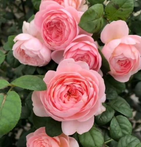 有机肥|月季花秋冬该怎么施肥,三种苗情施肥大不同