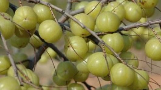 女性不想子宫早衰,晚上当零食吃几颗,滋养卵巢,赶走妇科病