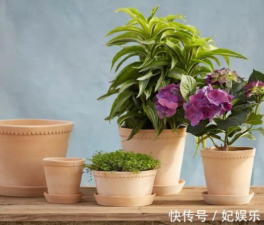 施肥|养花土里混入“它们”,可保半年内日常无需施肥