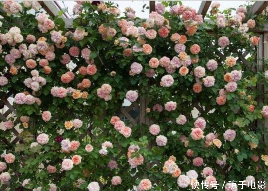 居家就养此款花卉，开花大又香，开出一片花海