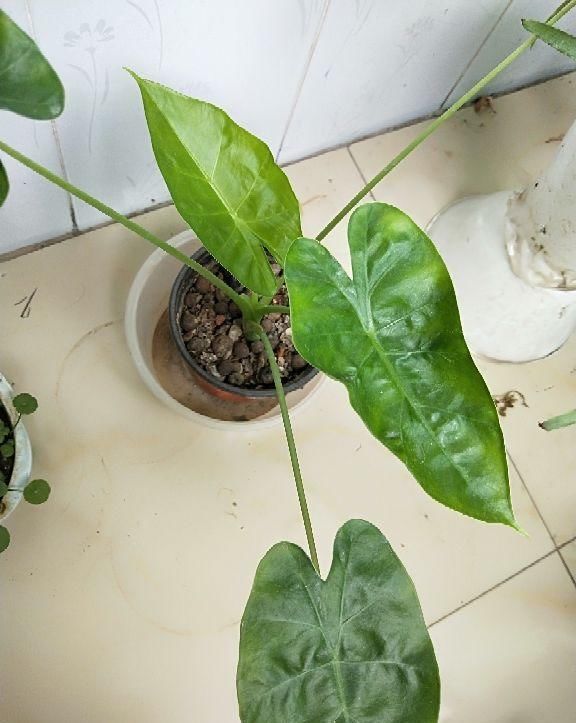 这种“养人”花，窗台客厅摆一盆，干干净净又杀菌