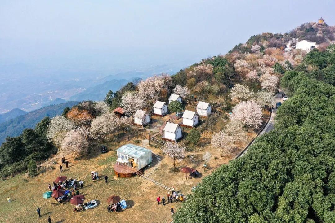老年|云龟山万亩野樱花怒放，简直美到犯规！