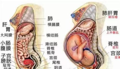 水肿|怀孕后孕妇的内脏被挤成啥样?看了这张图就明白了,真的很心疼