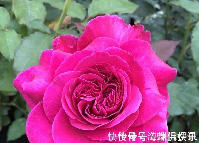 喜欢玫瑰,就养盆珍稀品种“女人香气”,丰腴婀娜,娇嫩柔和!