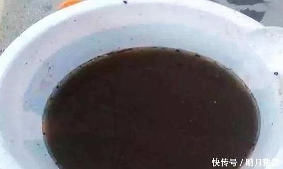 用生根水、淘米水养花,都赢不了这种“万能水”,养啥旺啥