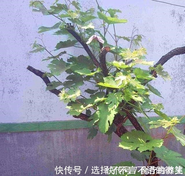 葡萄藤|老爸挖回一段“怪老藤”，养了小一年，爬到窗沿，挂了满墙果！