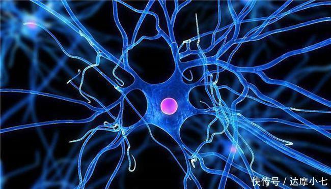 动物|爆准痴呆测试能在图中找到除斑马以外的动物吗全找到的快炫耀