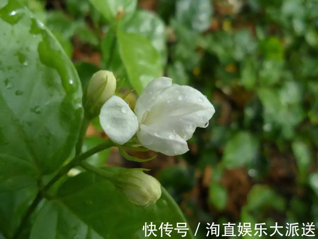 肠炎者|自己“晒干”的蒲公英,能当茶泡水喝吗有什么“禁忌”吗