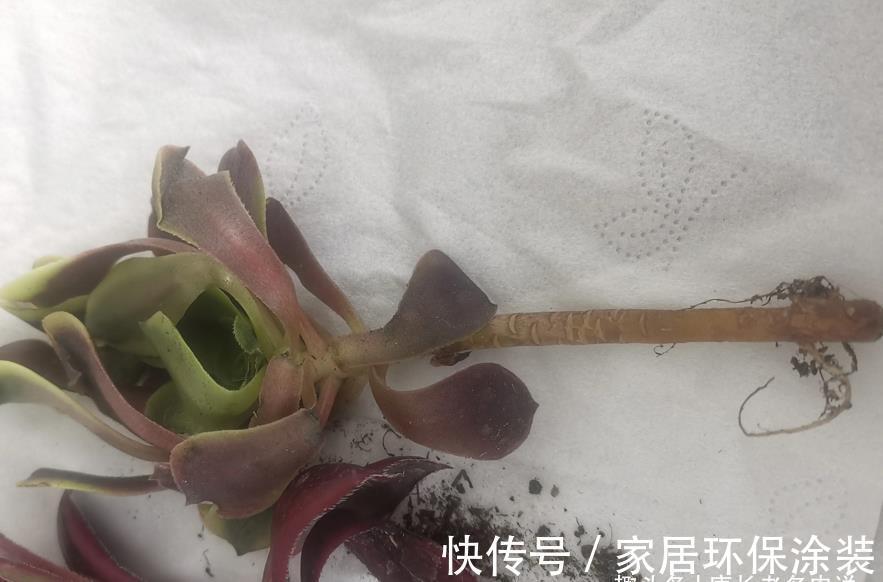 小苗|多肉欧佳丽法师太贵？秋天可以入手小苗，照我的方法养活没啥问题