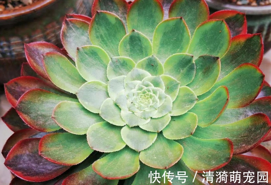 夏季|夏季养殖多肉法师，多注意这3点，植株长得壮实，更易出状态