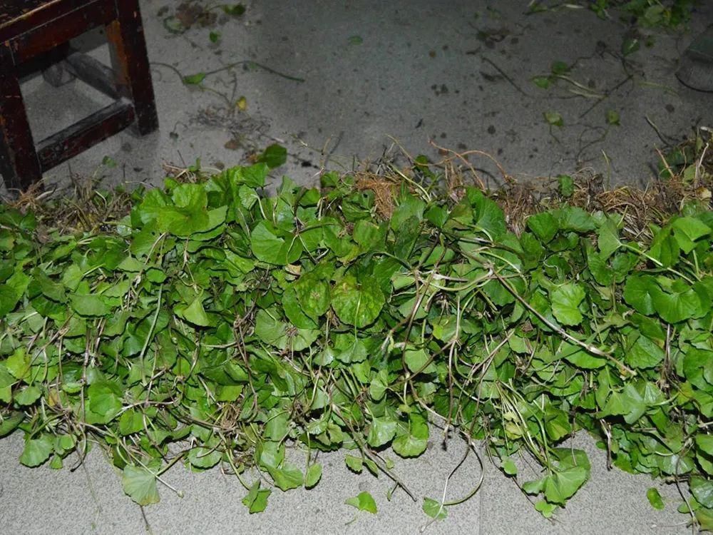 沙拉菜|若在野外遇到，别当杂草，它就是有名的“积雪草”，目前价值很高