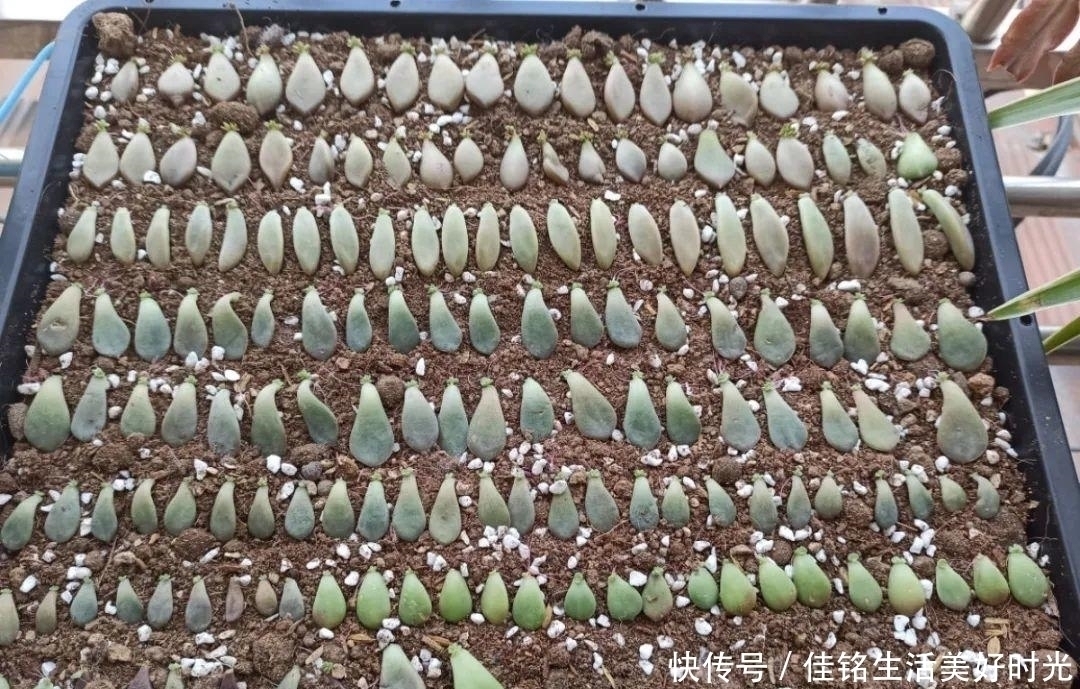 天竺葵|8种花夏天太容易死,现在赶紧扦插,死了也不心疼