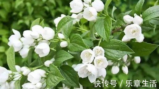 铁海棠|喜欢养花，就养这4种花，漂亮好养花期长，用来净化空气最适合
