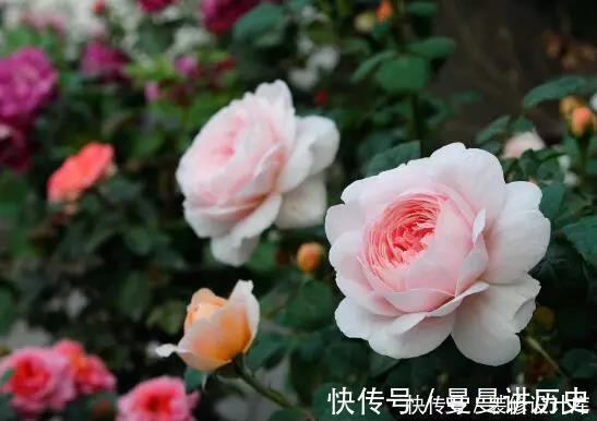 一朵花|月季花苞小,开花少改善这“3点”,开花翻倍,花瓣又大又艳