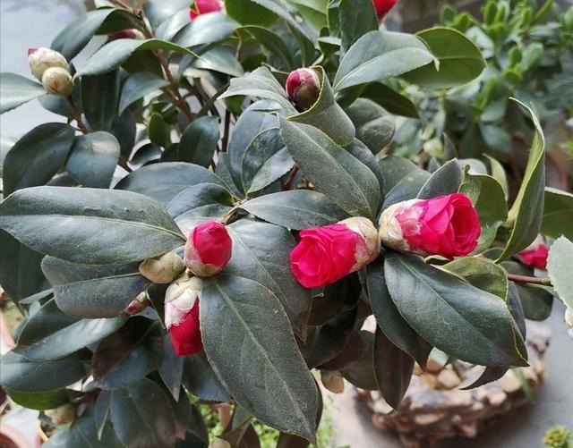 养“茶花盆栽”,“长势”瘦弱不饱满,做好5个方面,枝多花也多