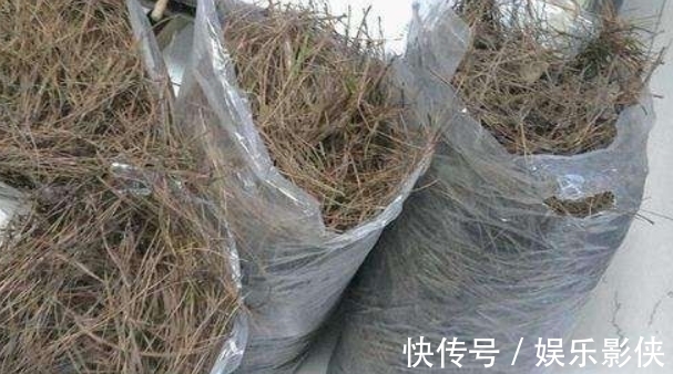 红砖|路边上的3样“玩意”,丢盆里,让土壤10年不板结,花卉蹭蹭长!